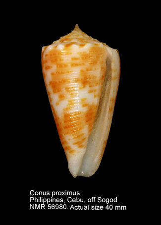 Conus proximus.jpg - Conus proximusG.B.Sowerby,1860